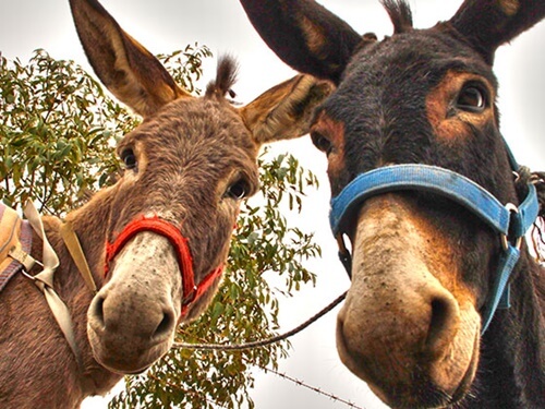 אטרקציות חאן אל על